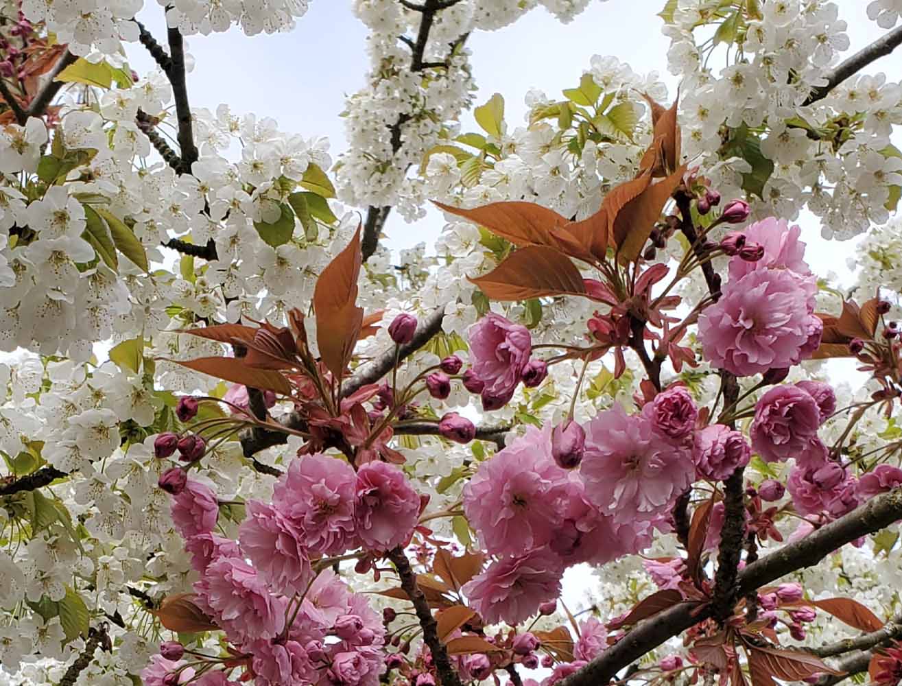 blossoms_heather_spence_psy_d Heather Spence Psy. D.