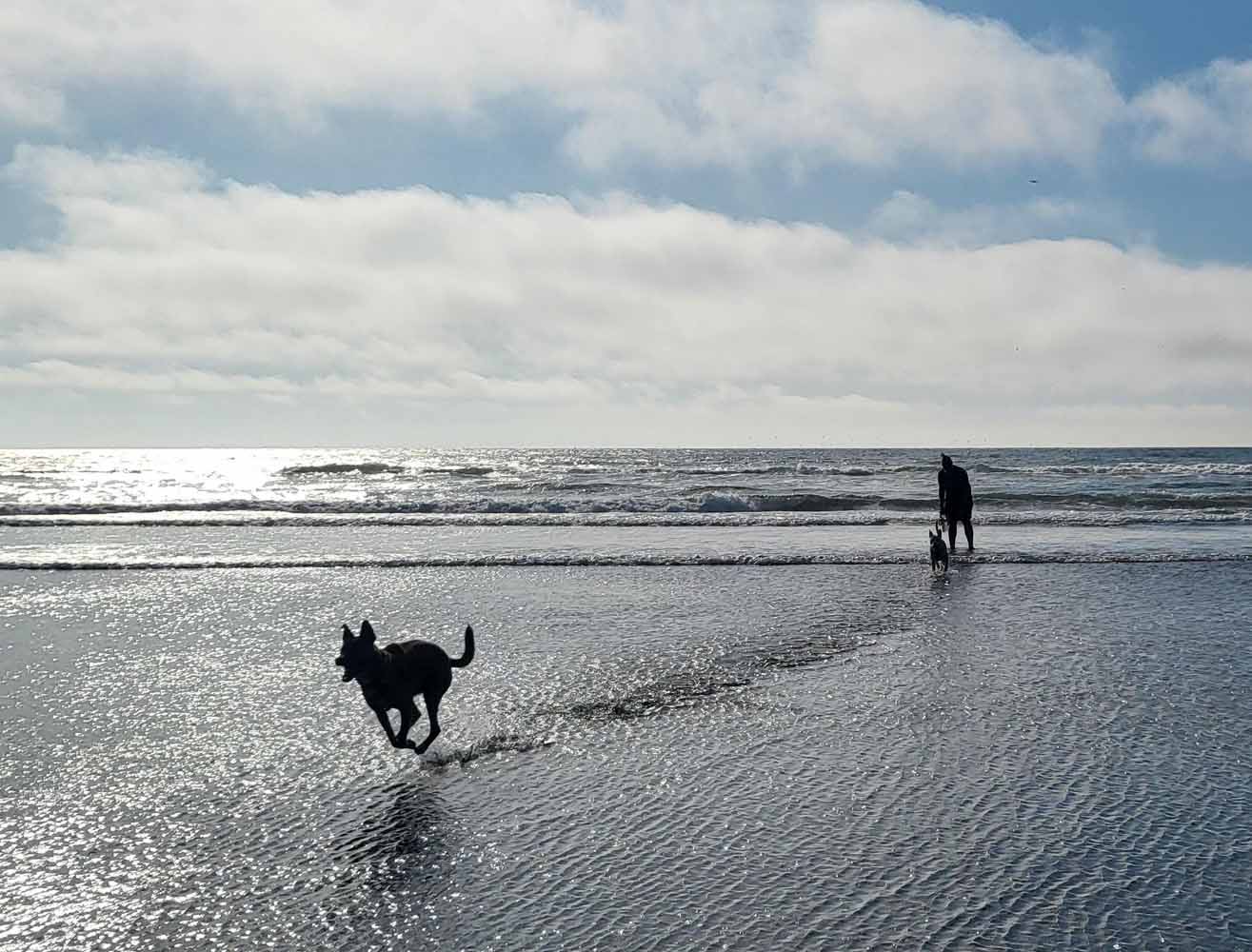 dog_chase_heather_spence_psy_d Heather Spence Psy. D.